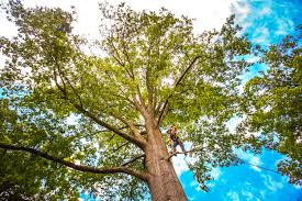 Best Lawn Dethatching  in Fairview, CA