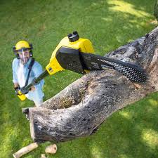 Best Lawn Seeding Services  in Fairview, CA