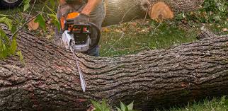  Fairview, CA Tree Services Pros