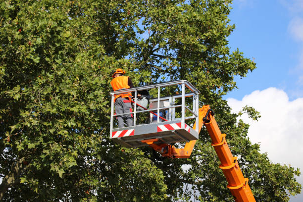 Why Choose Our Tree Removal Services in Fairview, CA?