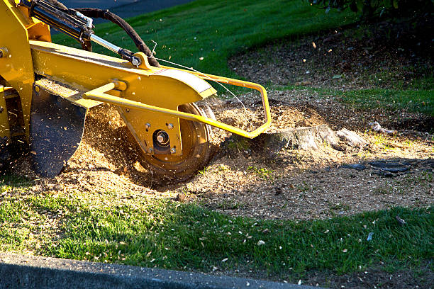 Lawn Drainage Solutions in Fairview, CA