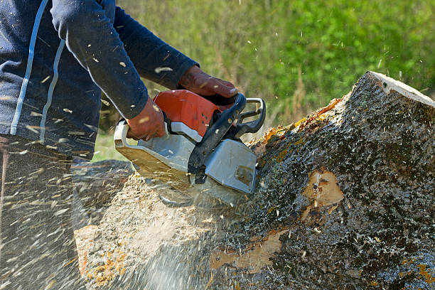 Best Tree Mulching Services  in Fairview, CA