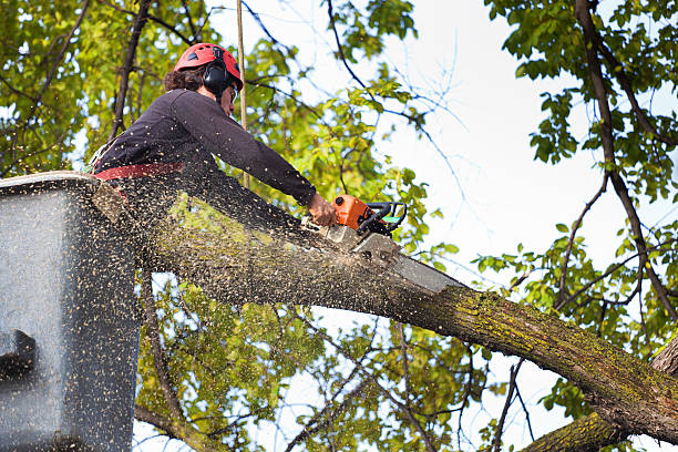 Best Hazardous Tree Removal  in Fairview, CA