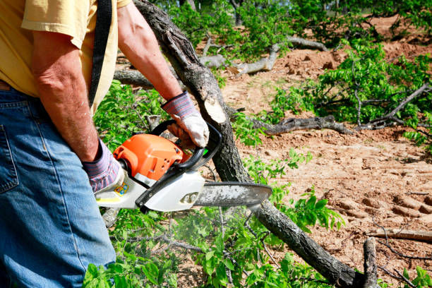 Professional  Tree Services in Fairview, CA